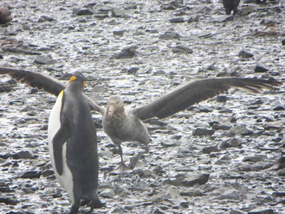 Momento tenso entre um albatroz e um pinguim rei em Salisbury Plain, na Geórgia do Sul (foto de France Dione)
